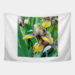 Yellow Bearded Iris Tapestry