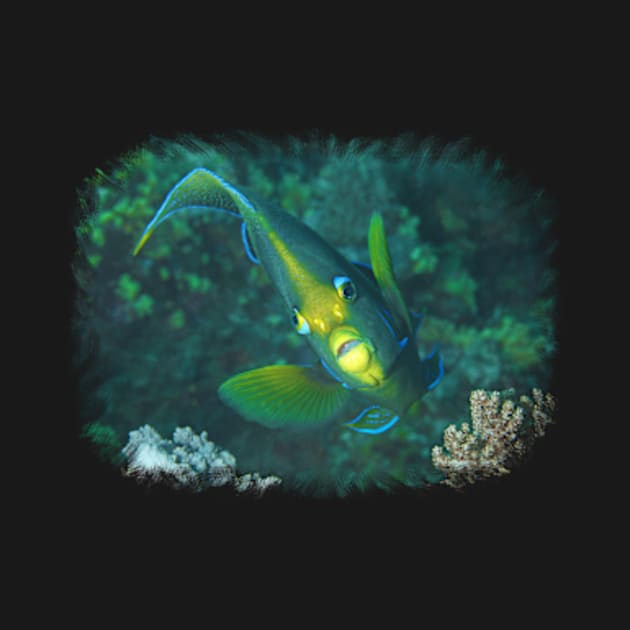 Angelfish | Floats in the coral reef | by Ute-Niemann