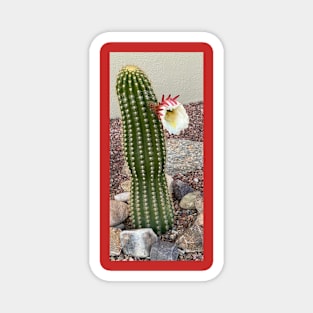 Cactus Flower Magnet