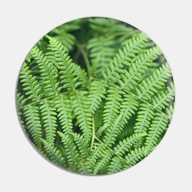 Ferns Pin by Nicholas Lee