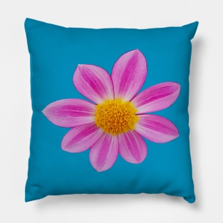 Pink Single Dahlia Flower Pillow