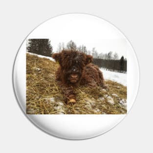 Scottish Highland Cattle Calf 1699 Pin