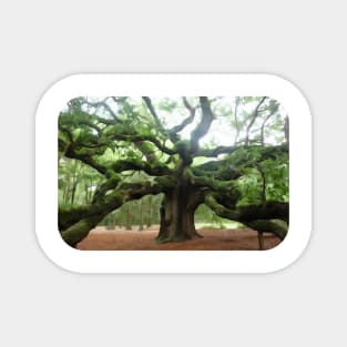 The Angel Oak Tree in South Carolina Magnet