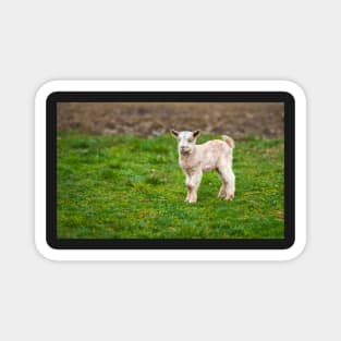 Baby goat on a meadow with copyspace Magnet