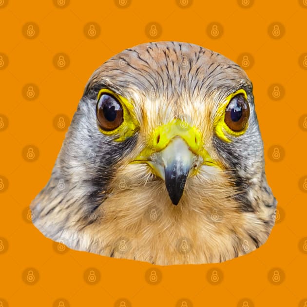 Head of a Kestrel by dalyndigaital2@gmail.com