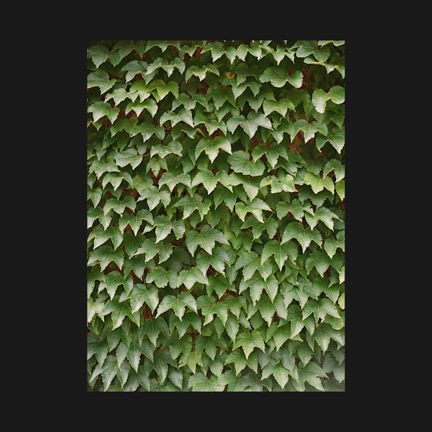 Boston Ivy by TBM77