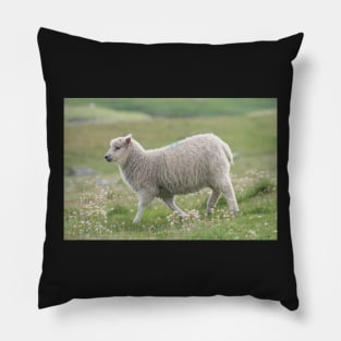 Shetland lamb Pillow