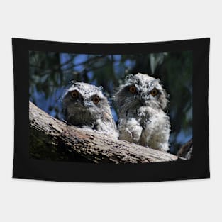 Tawny Frogmouth babies Tapestry