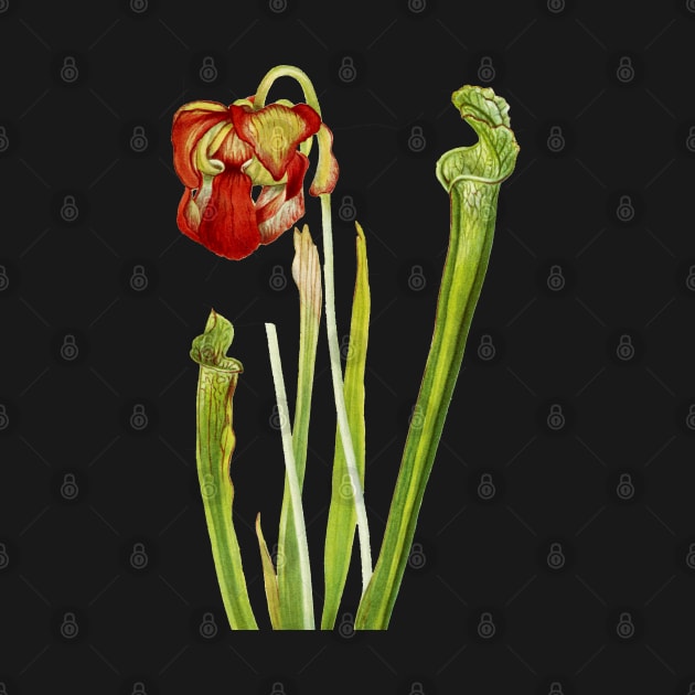 Drummond Pitcherplant - Sarracenia Drummond - Walcott - Botanical Illustration by chimakingthings