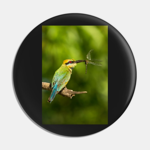 Rainbow Bee-Eater, Northern Territory Pin by AndrewGoodall