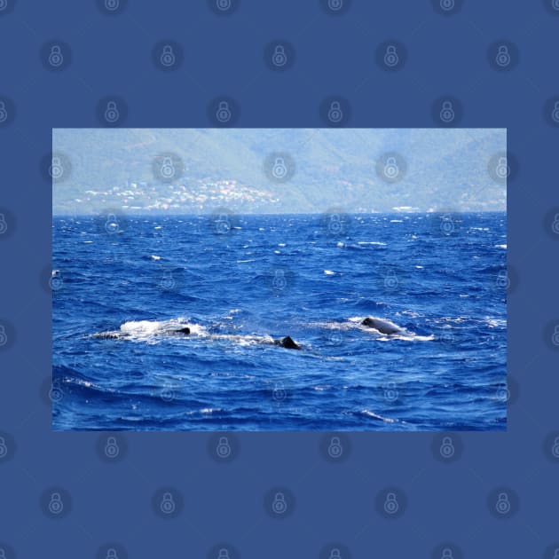 Whale Watching in the Caribbean by Christine aka stine1