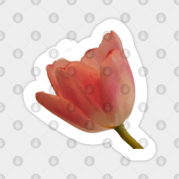 Pretty Romance - Pink Tulip Magnet by Star58