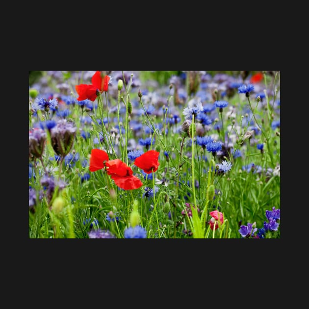 Poppies and Cornflowers growing wild by Violaman