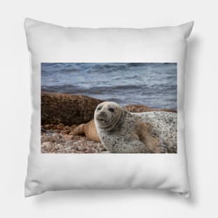 A common seal at Portgordon Scotland - 3 Pillow