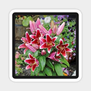 Red Wet Lilies Magnet