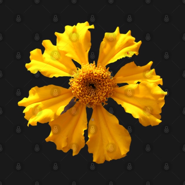 Yellow Flower by OVP Art&Design