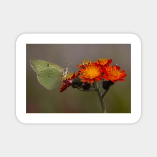 Sulphur butterfly - Algonquin Park, Canada Magnet