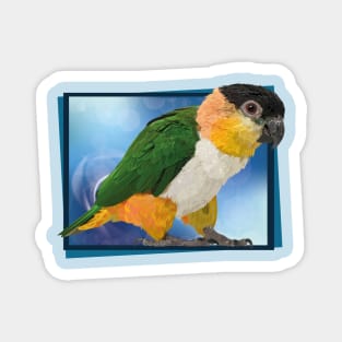 black headed caique Magnet