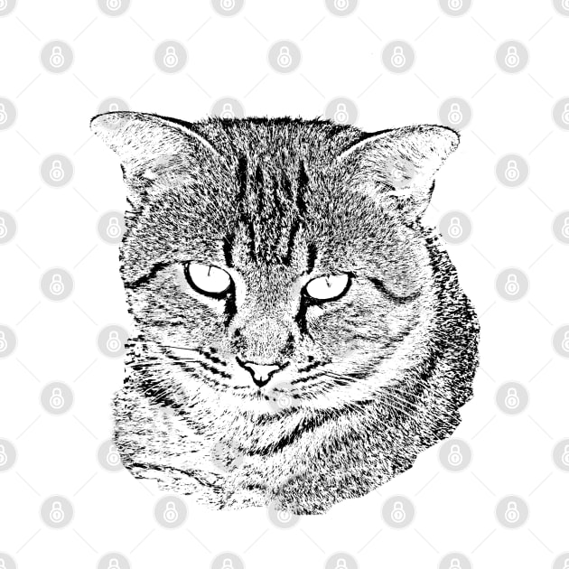 Tabby Cat Sketch by Roly Poly Roundabout