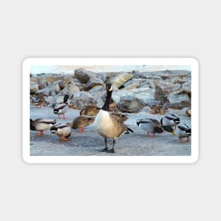 Canada Goose Standing Next To A Flock of Mallard Ducks Magnet