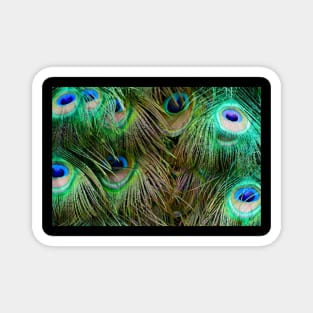 Peacock Feathers Magnet