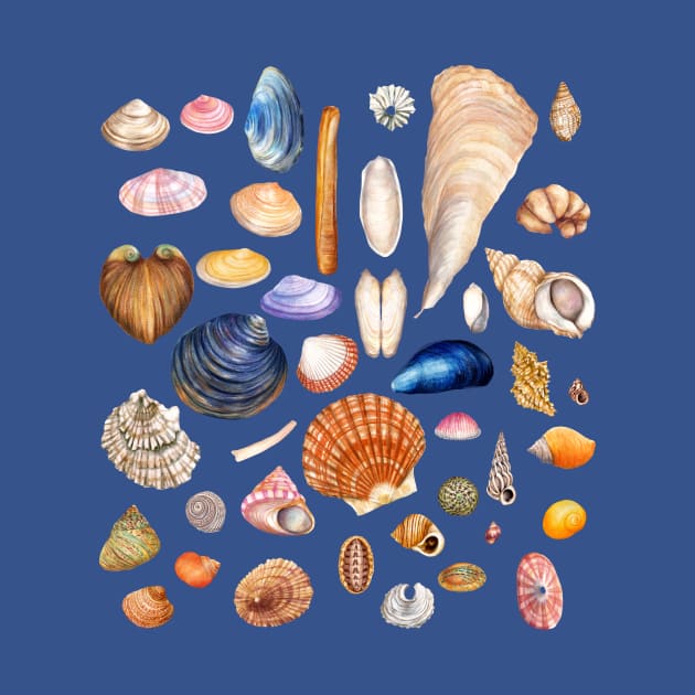 Watercolor Seashell Collection by AmandaDilworth