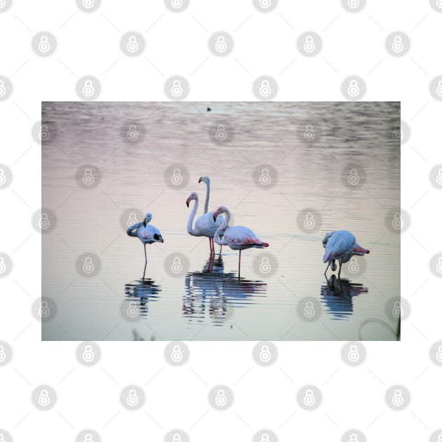 South African Flamingoes Wading by SafariByMarisa