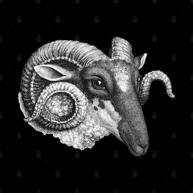 Profile of a Ram by PDTees