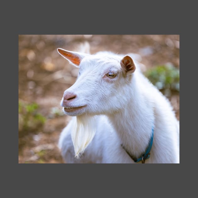 Old Bearded Goat Portrait by mcdonojj