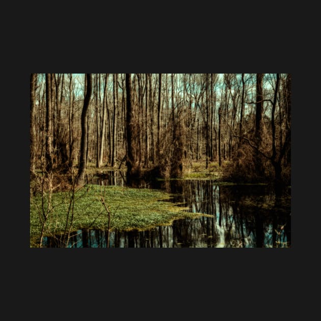 Swamp in Southeastern Georgia by Gestalt Imagery