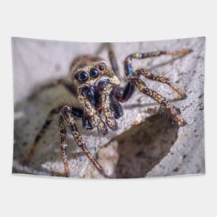 What's Shakin' Spidey? Jumping Spider Macro Photograph Tapestry