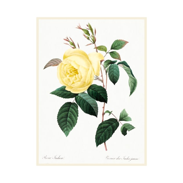 Yellow Rose by WAITE-SMITH VINTAGE ART