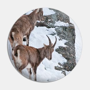 Ibex On Snow Covered Hill Pin