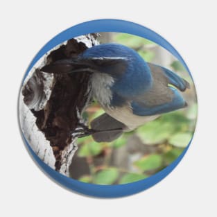 Blue Scrub Jay Hiding Acorn Pin