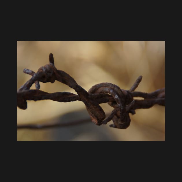 Barbed Wire by Avril Thomas at Magpie Springs by MagpieSprings