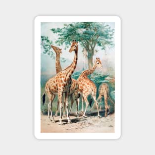 giraffe long neck giraffes Magnet