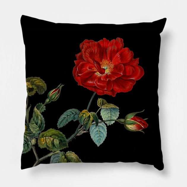 Rosa Gallica French Rose Pillow by AntiqueImages