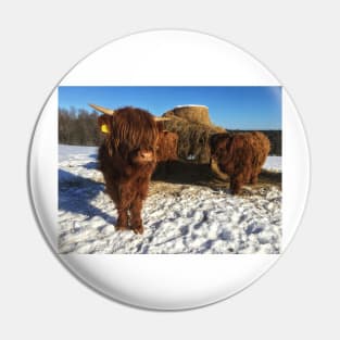 Scottish Highland Cattle Calves 1932 Pin