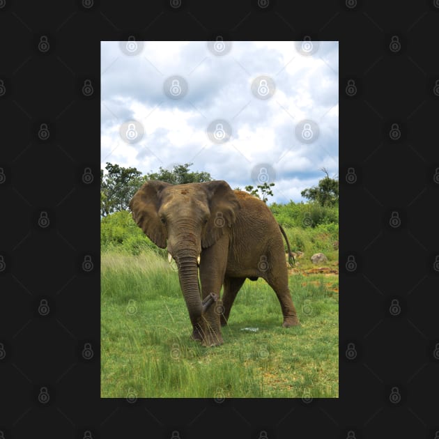 Wild Elephant in Africa by Anastasia-03