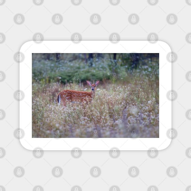 White Tailed Deer Fawn in Queen Anne's Lace Magnet by Jim Cumming