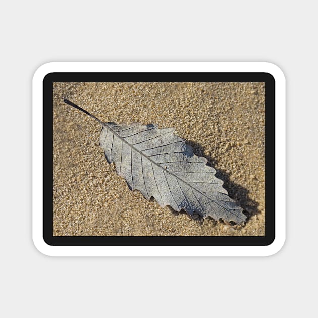 A Leaf on the Sand Magnet by EileenMcVey