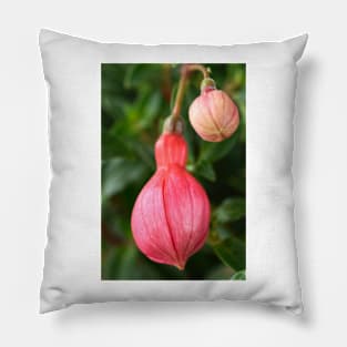 Fuchsia  &#39;Ringwood Market&#39;  Flower buds Pillow