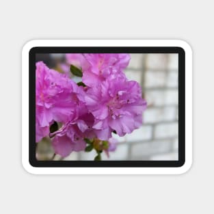 Cluster of Pink  Ruffled Flowers Against Brick Wall 1 Magnet