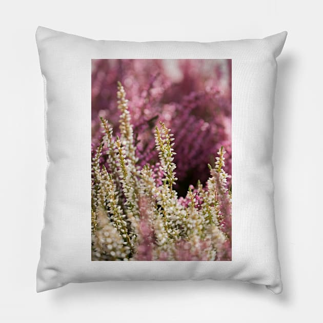 Common Heather Pillow by ansaharju