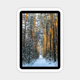 Winter landscape with snow-covered spruce forest. Magnet