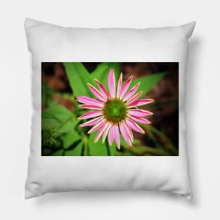 Pink And Green Zinnia Pillow