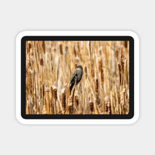 Female Black Bird Perched in a Field of Cat Tail Reeds Magnet