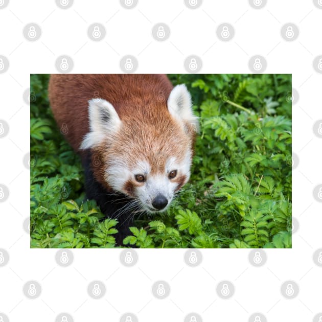 Red Panda close up of face by Russell102