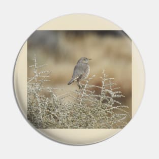 wild, birds, sage thrasher, wildlife, gifts Pin