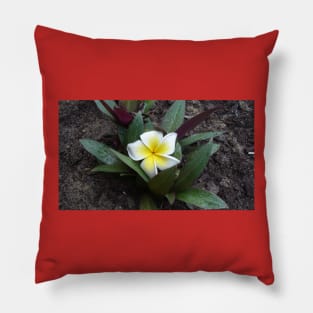 White and Yellow Frangipani Pillow